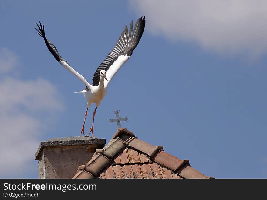 The stork start to fly up. The stork start to fly up