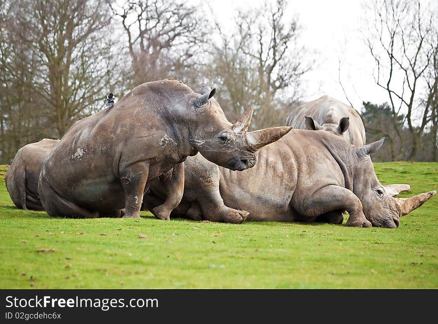 A group of white rhinos lying in a field