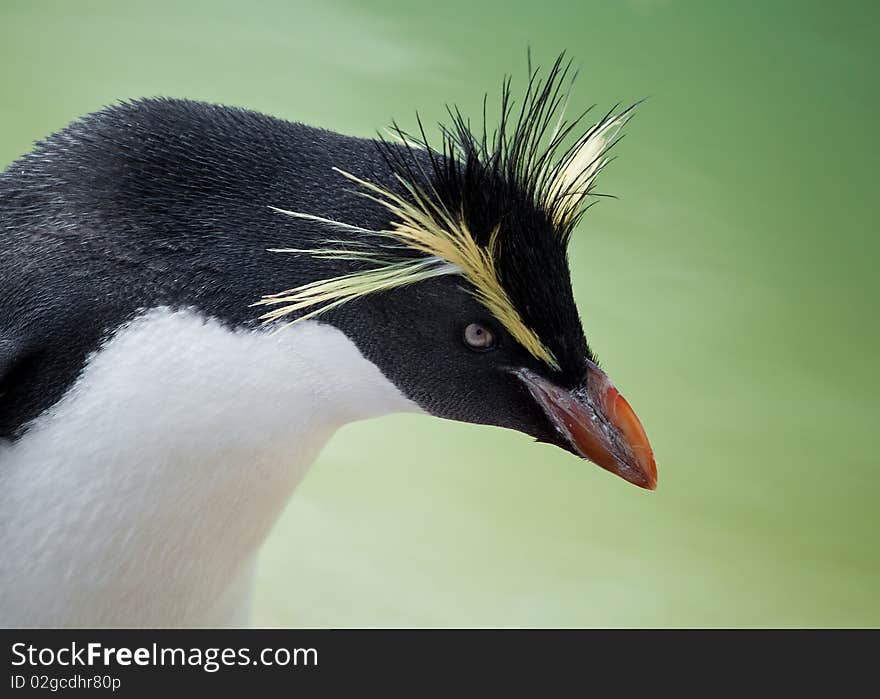 Rockhopper Penguin With A Green Background