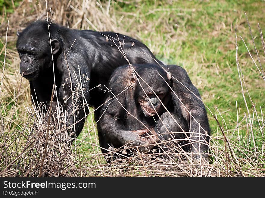 Two chimpanzees looking for food in a grass field. Two chimpanzees looking for food in a grass field