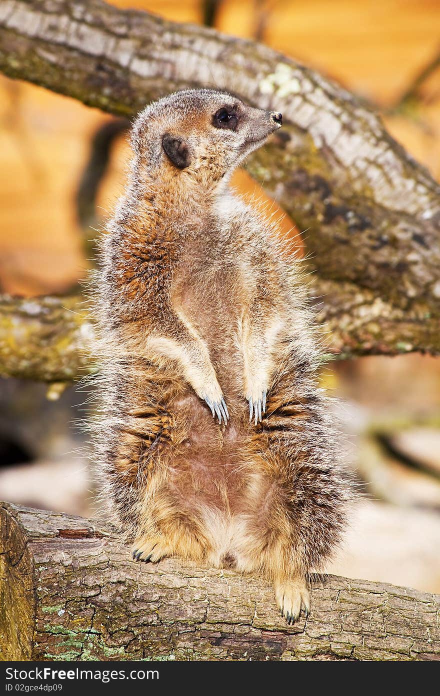 A vigilant meerkat in a tree branch looking out for predators. A vigilant meerkat in a tree branch looking out for predators