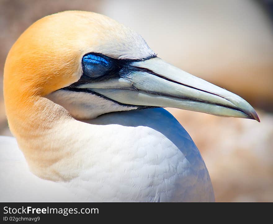 Head of Gannet