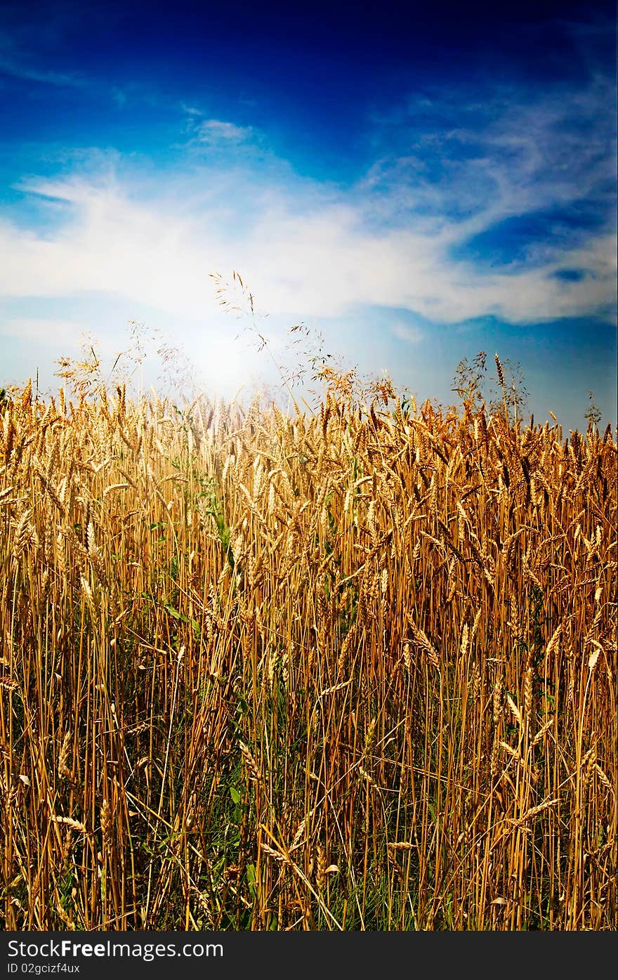 Summer Landscape And Splendid Sky.