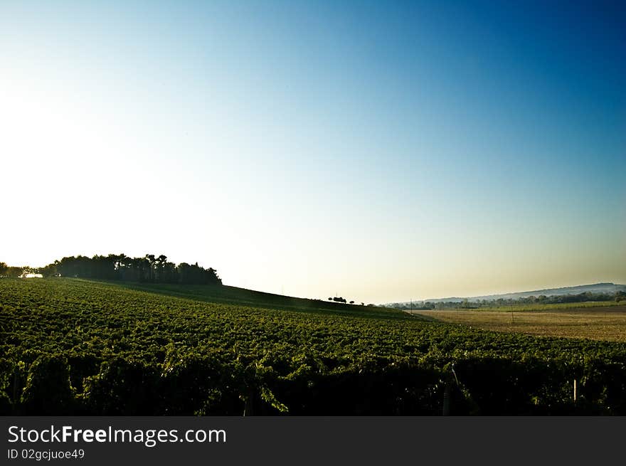 Grapevines in Numana, Marche, Italy, under mount Conero