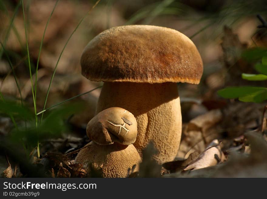 Two valuable mushrooms in the sunshine. Two valuable mushrooms in the sunshine