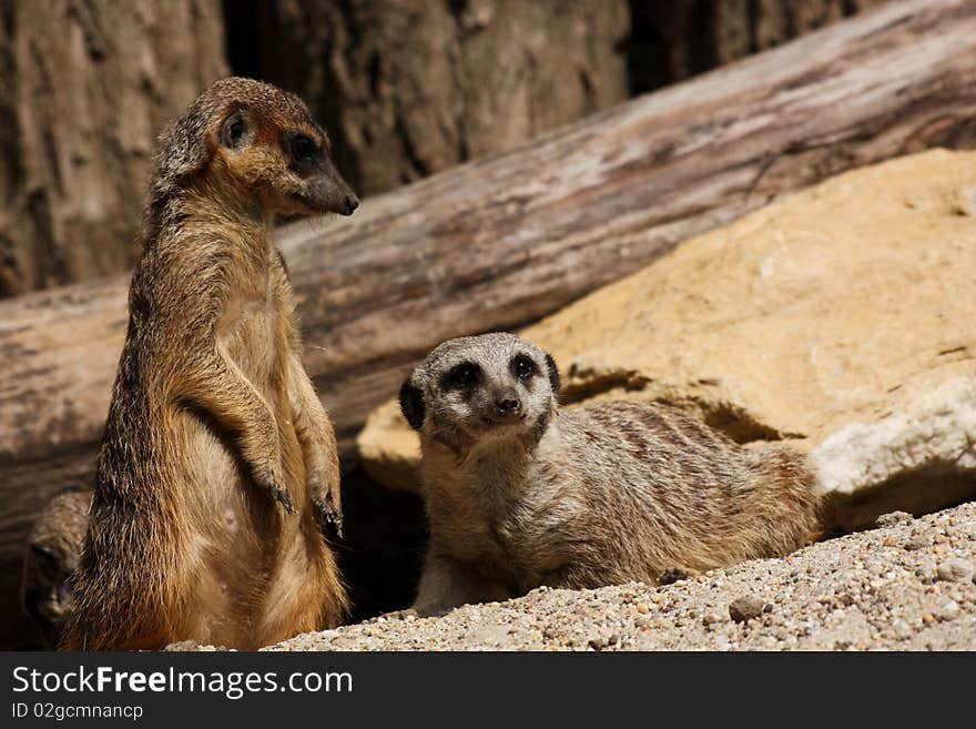 Two sweet meerkats are sunbathing