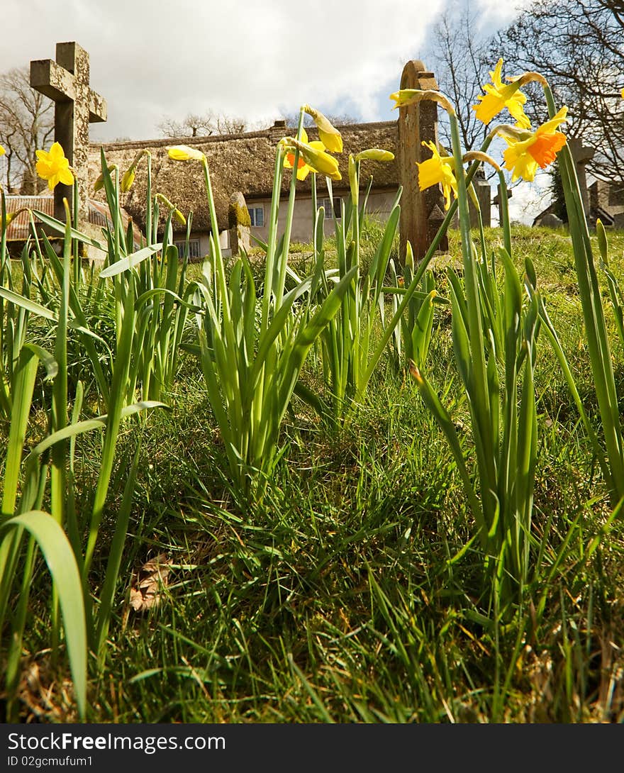 Daffodils in an English churchyard