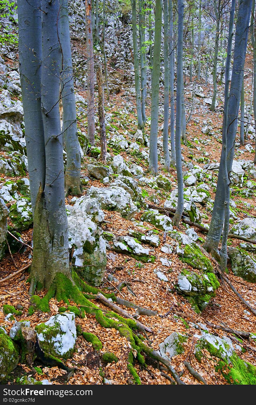 Forest landscape in Mehedinti Mountains, Romania