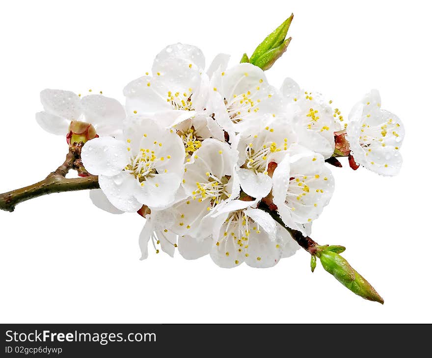 Wet flowers of apricot isolated on white background. Wet flowers of apricot isolated on white background.