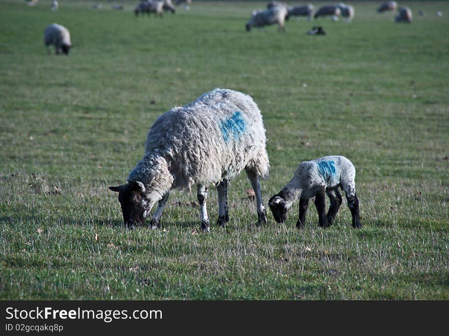 A ewe and her lamb