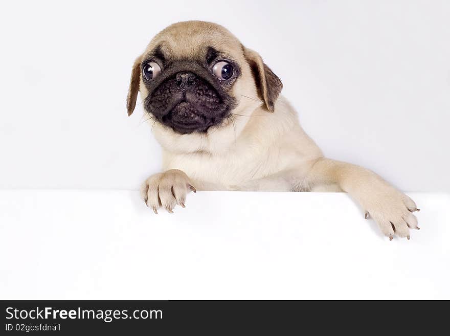 Pug puppy.