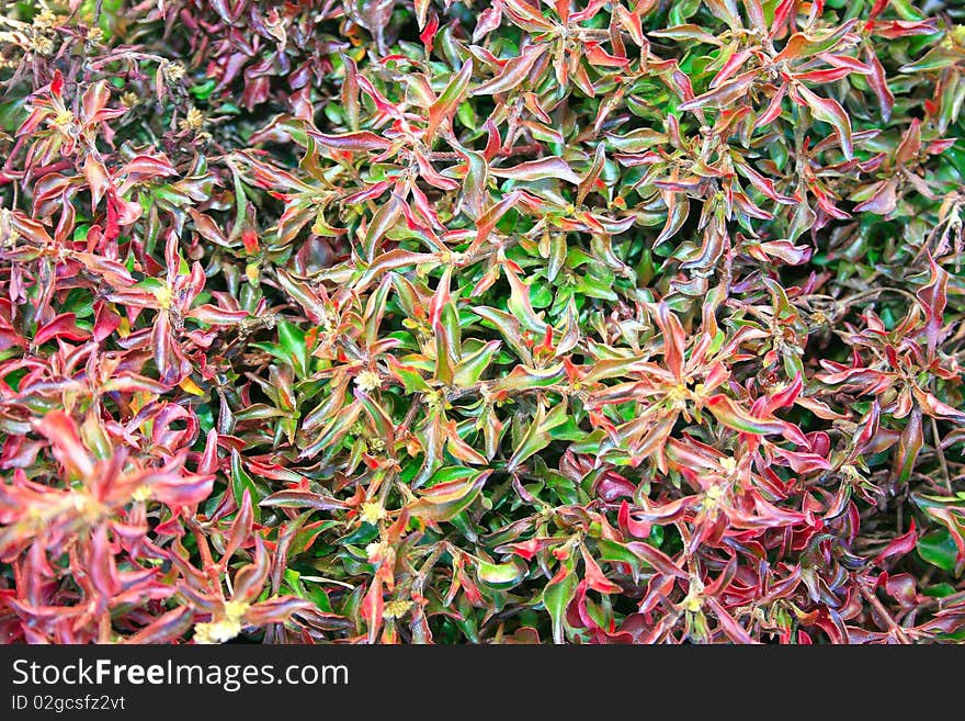 Plant leaves as a background. Plant leaves as a background.