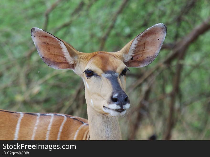 Nyala