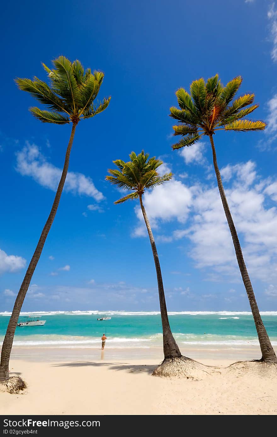 Palm hanging over exotic caribbean beach with the coast in the background. Palm hanging over exotic caribbean beach with the coast in the background.