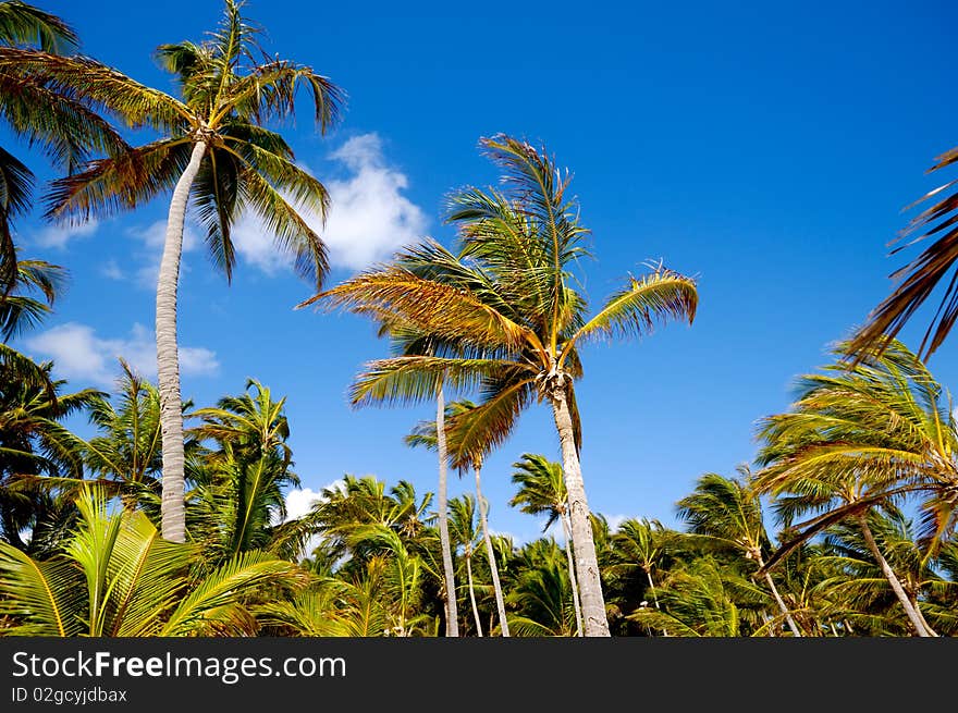 Many palms and a blue sky. Many palms and a blue sky