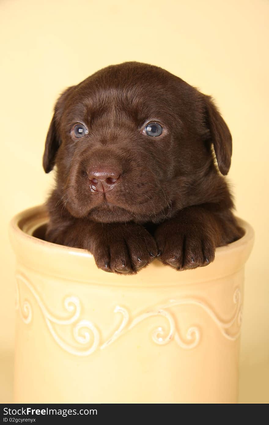 Labrador puppy in a cookie jar.