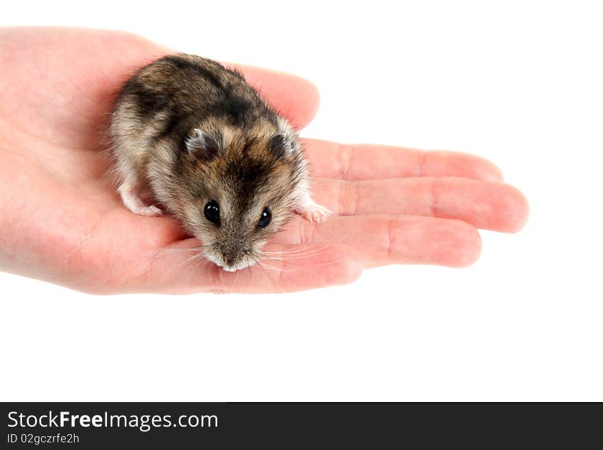 Hamster on palm insulated on white background