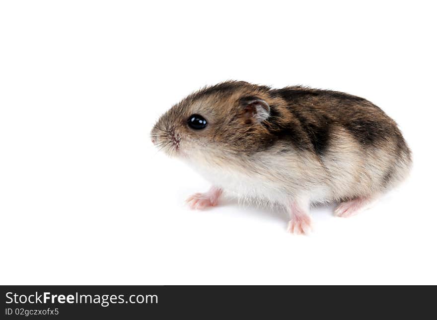 Feathery hamster with rose paw on white background