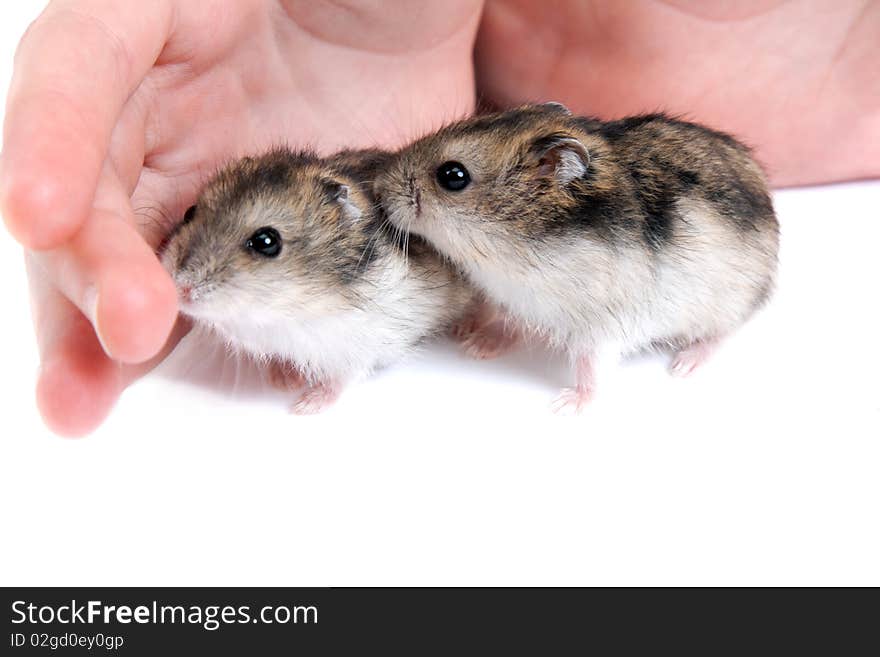 Two hamster on palm insulated on white background