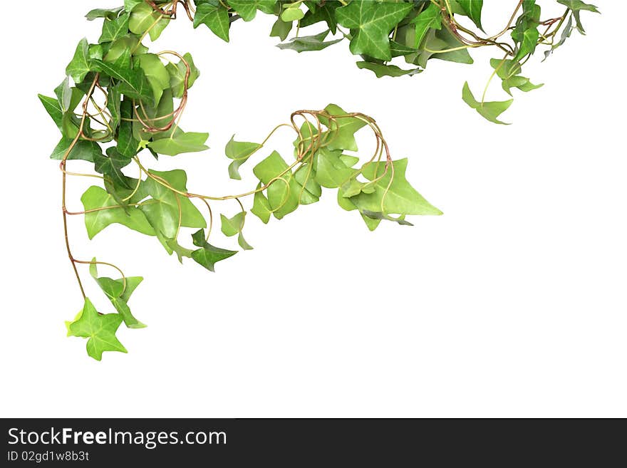 Nice green ivy isolated on white background with clipping path