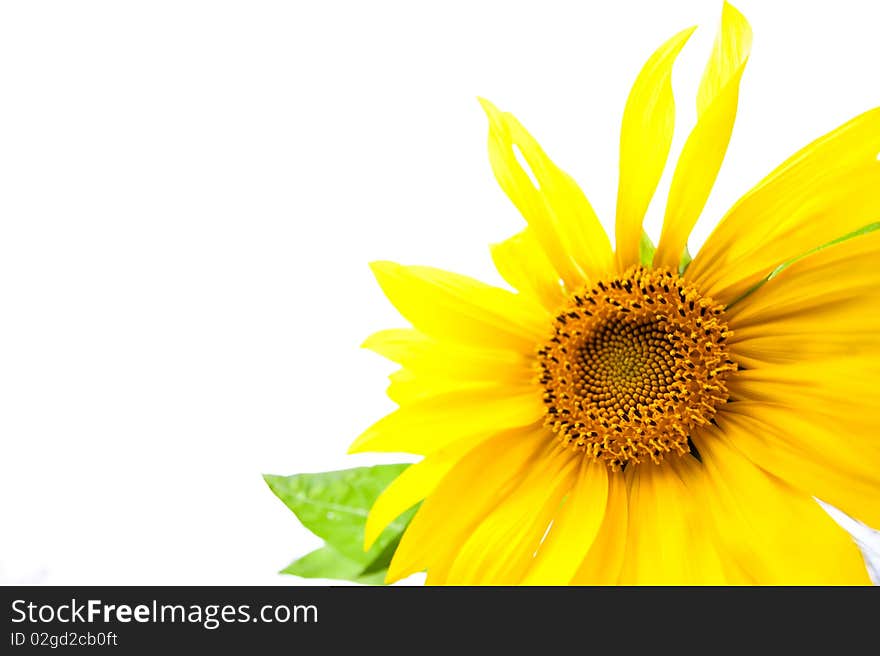 Yellow sunflower with green leaf