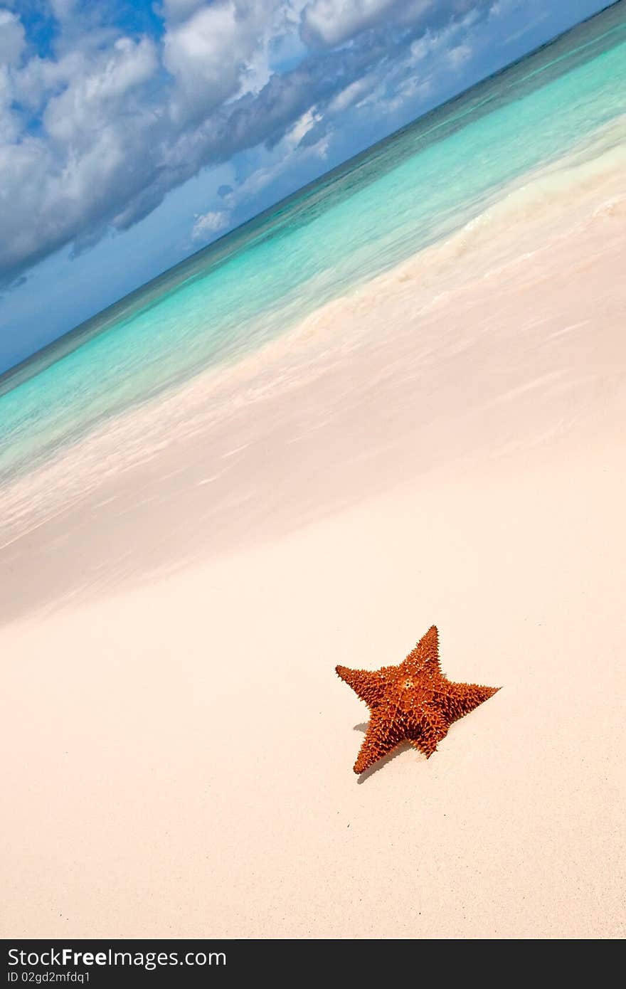 Red starfish on a sand beach