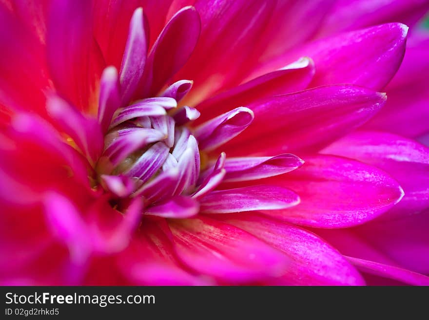 Pink and yellow leaves on dahlia