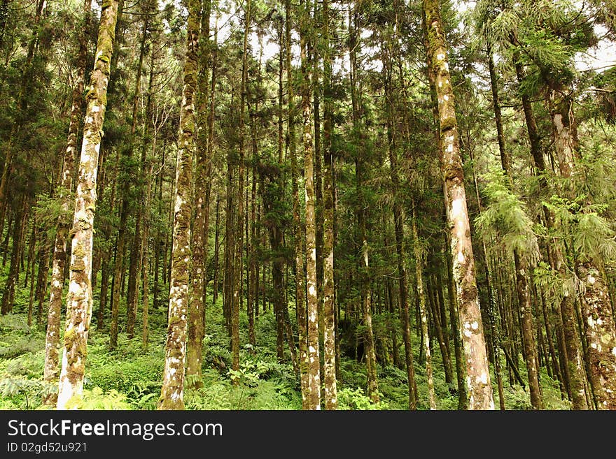 The tree  in high Mountain