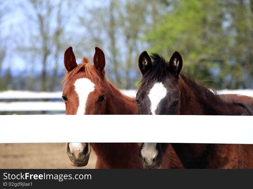 Horses behind a fence.