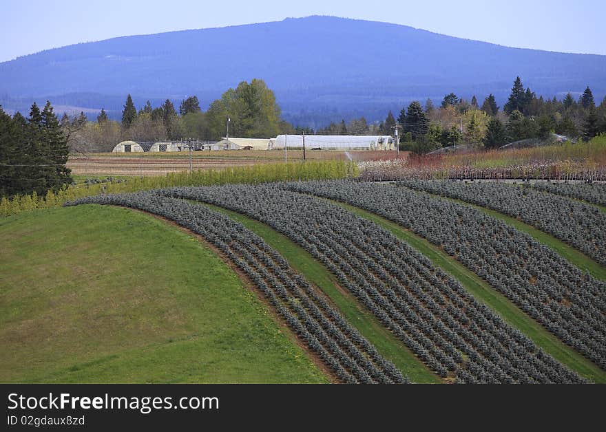 A long line of well organized pine trees on a hillside, Oregon. A long line of well organized pine trees on a hillside, Oregon.