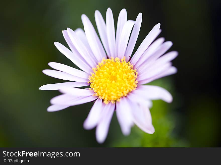 Closeup of a light pink flower.