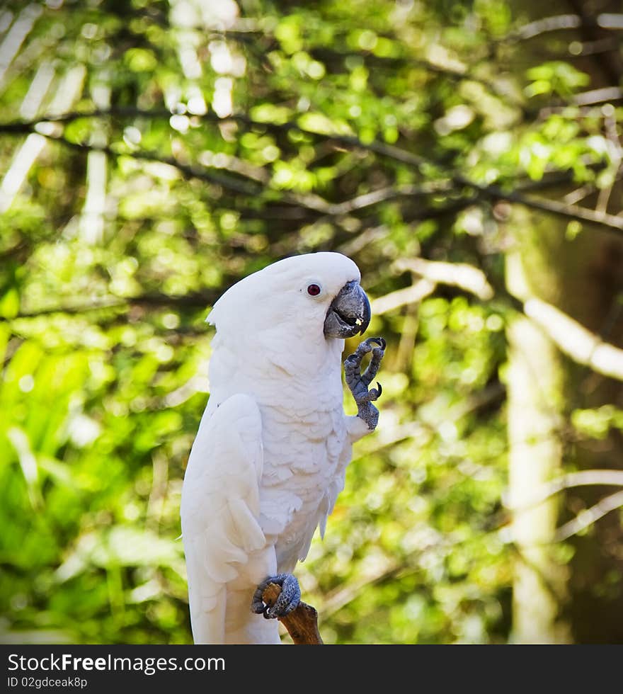 Umbrella Cockatoo (Cacatua alba) sitting on the tree. Umbrella Cockatoo (Cacatua alba) sitting on the tree.