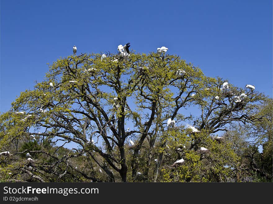 Birds on the tree