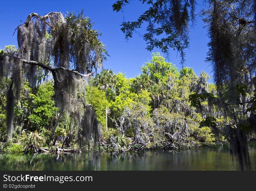 Woods with a resurrection fern near Blue Spring Run, Florida