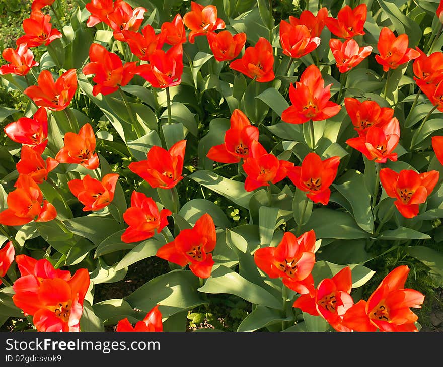 Red tulips in the garden