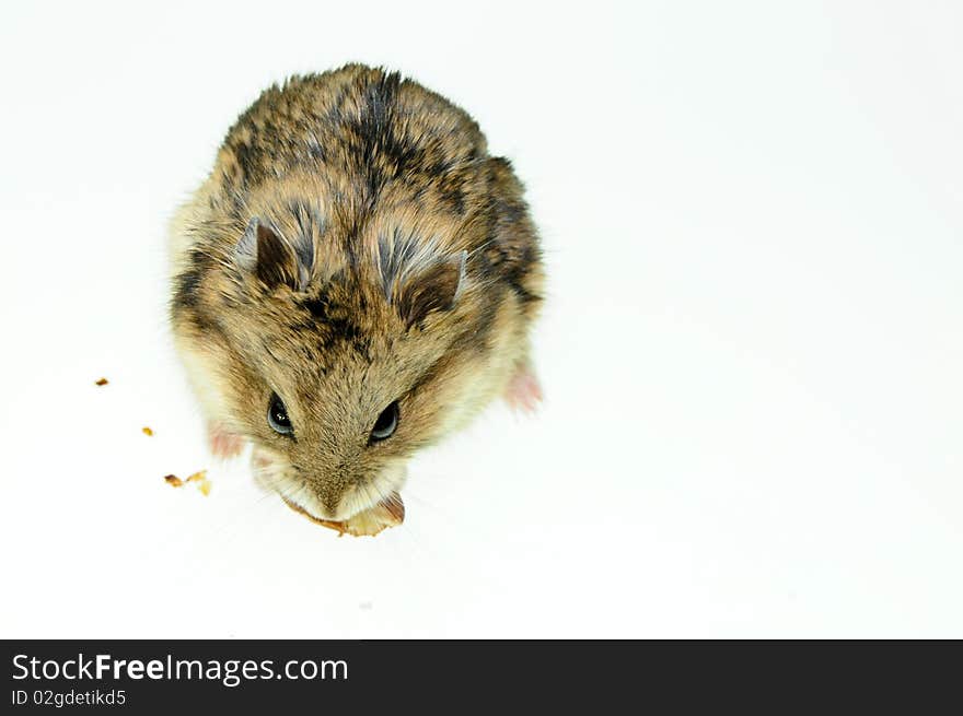 Hamster