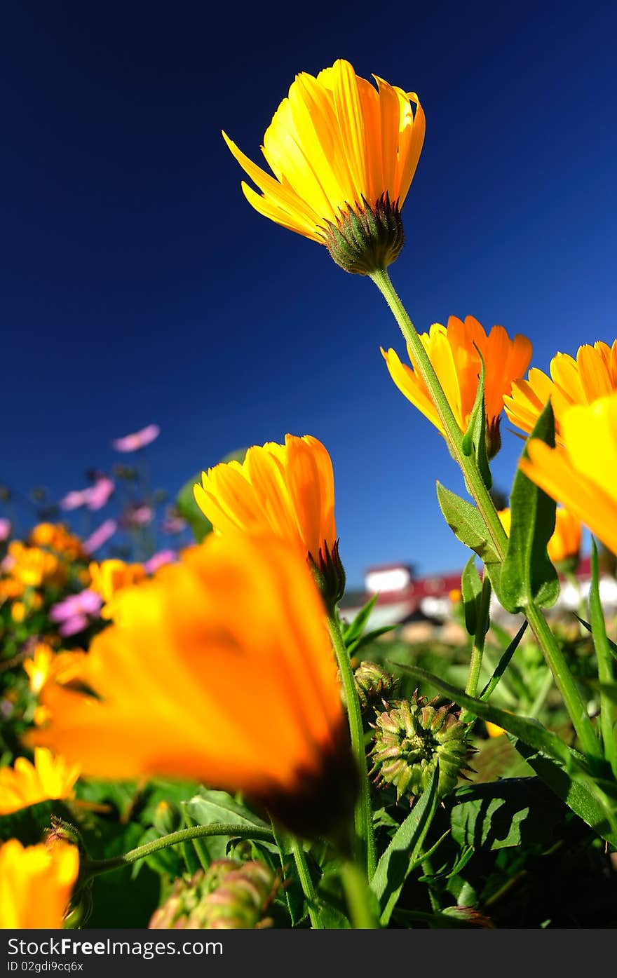 A yellow flower in a grassland
chrysanthemum