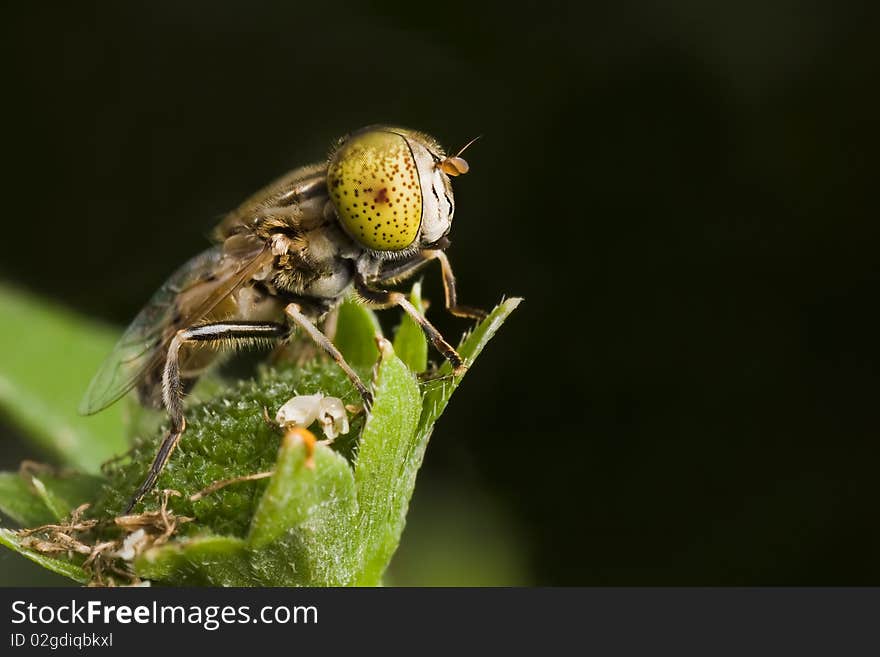 A hoverfly that resting on a flower bud. A hoverfly that resting on a flower bud