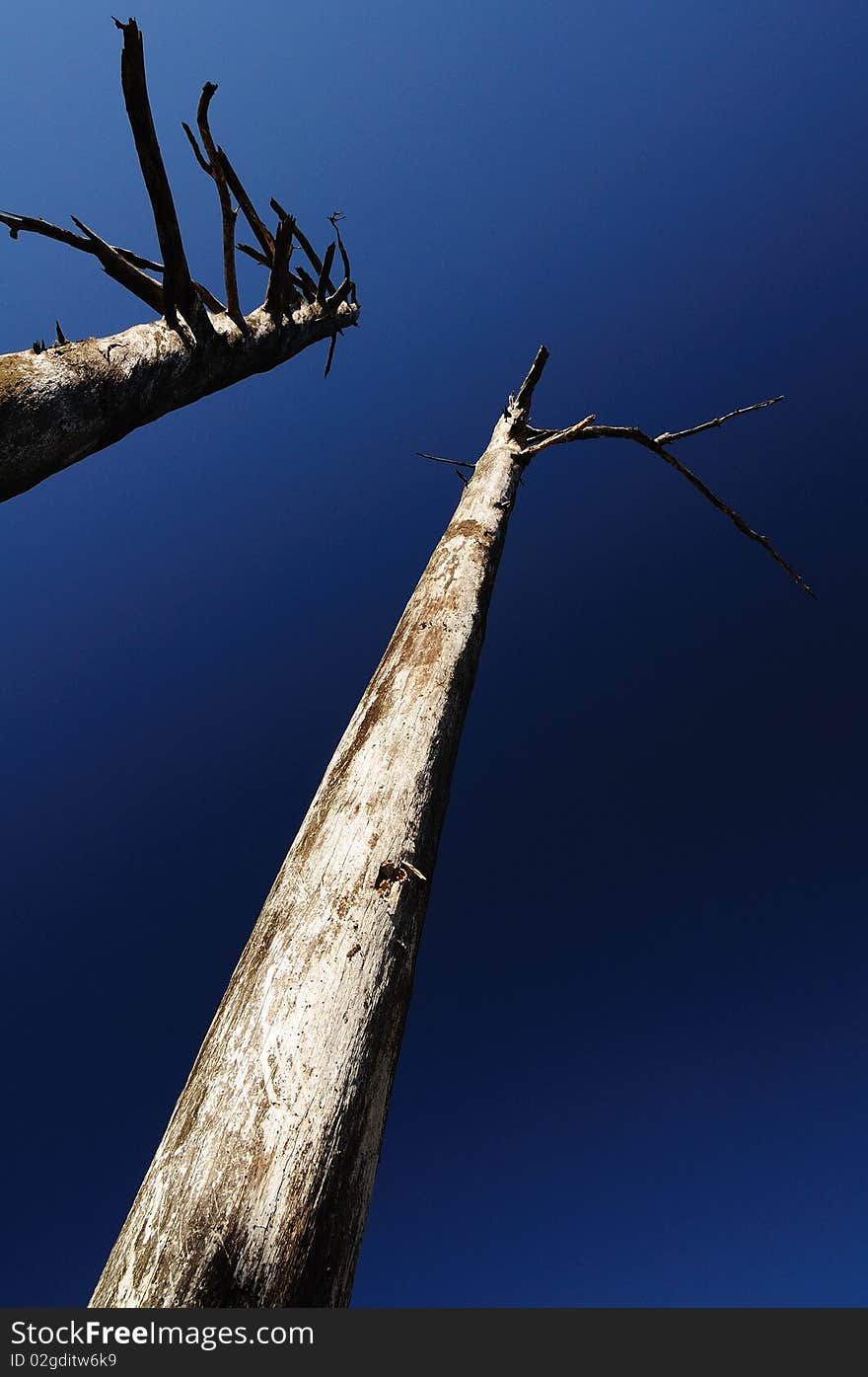 The dead tree have a few of branch. The dead tree have a few of branch