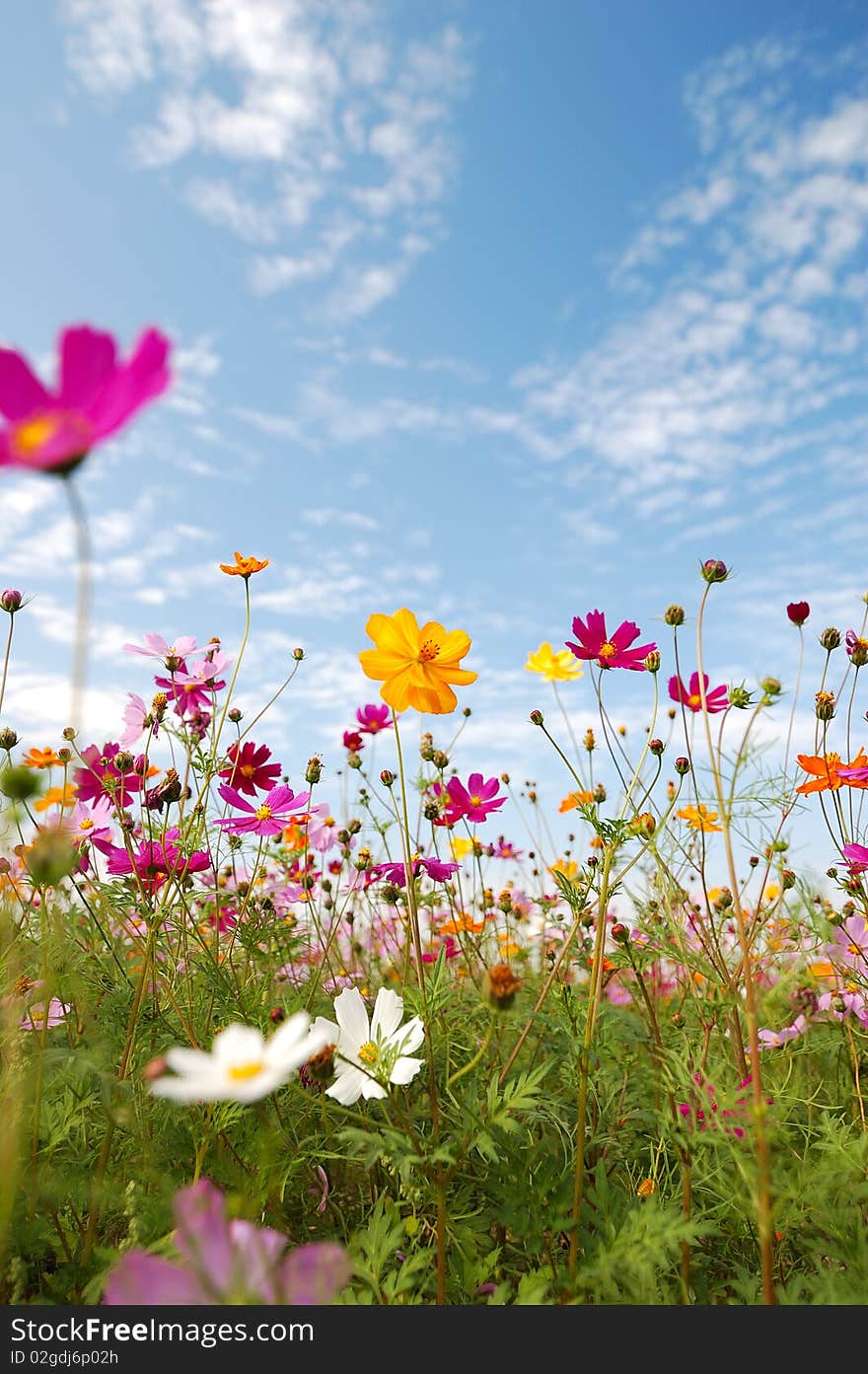 Chrysanthemum
Blue sky and white cloud
background