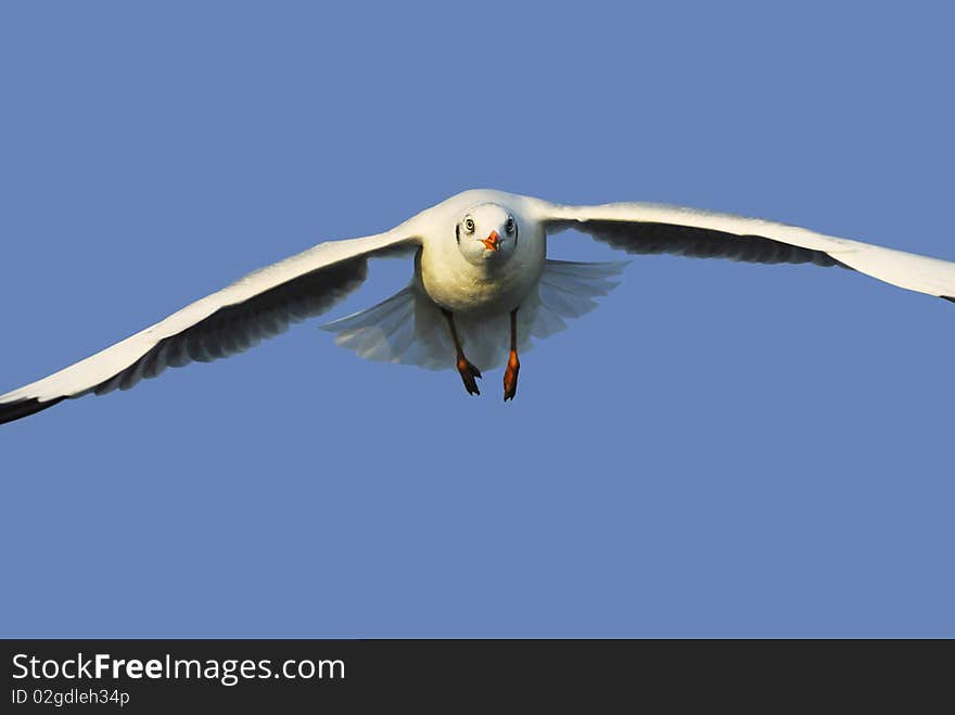 Face of a seagull