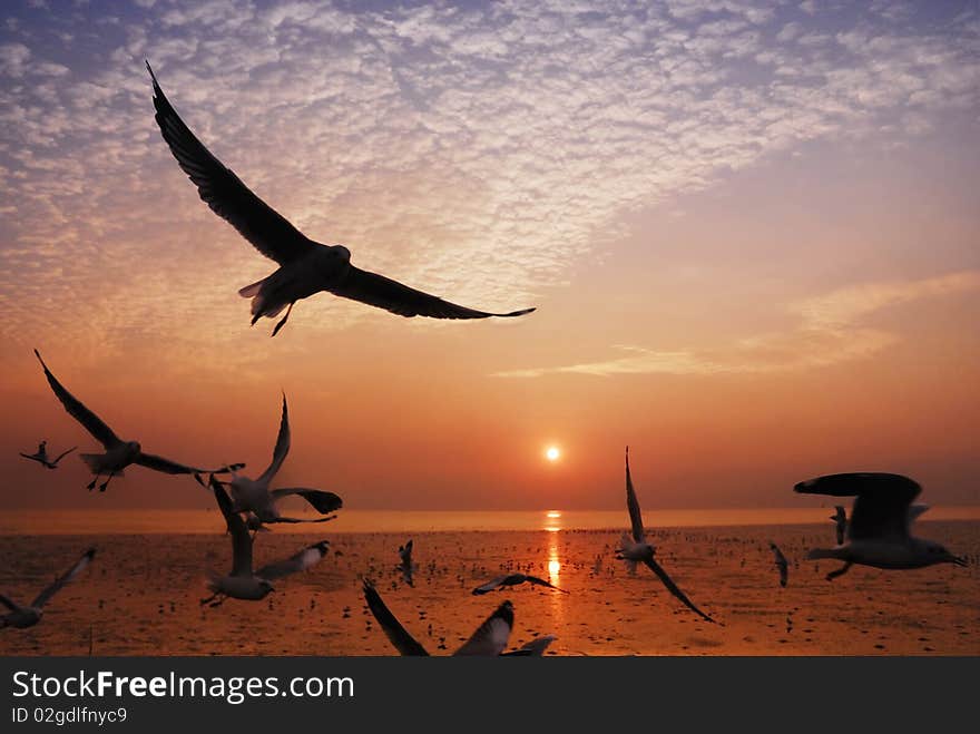 Dramatic silhouettes seagull