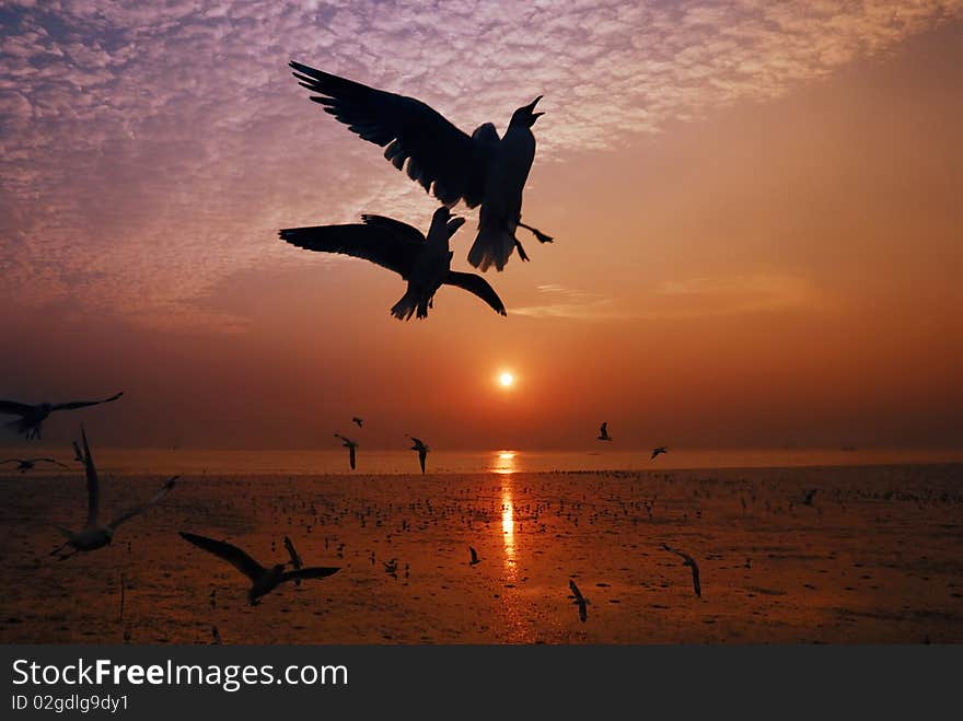 Dramatic silhouettes seagull