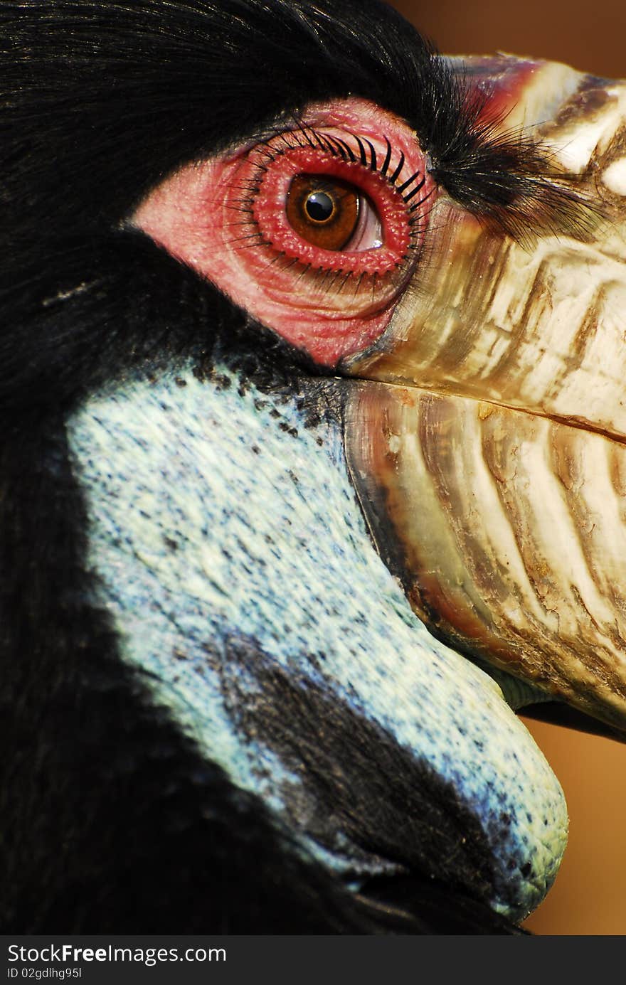 Zoom up close to a hornbill's eye. Zoom up close to a hornbill's eye