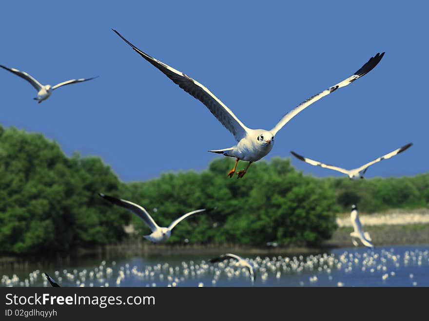 Flying Seagull