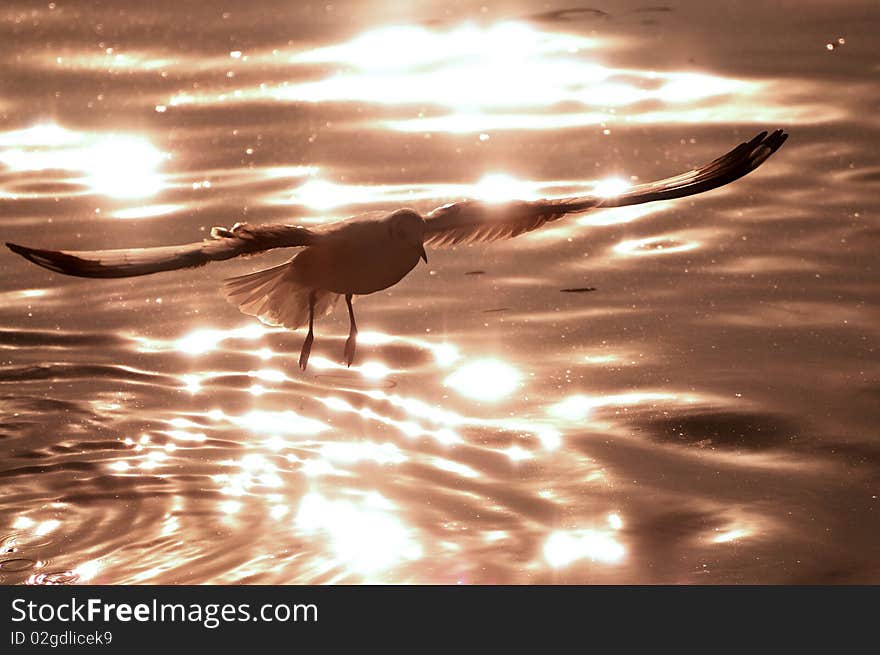 Dramatic silhouettes seagull