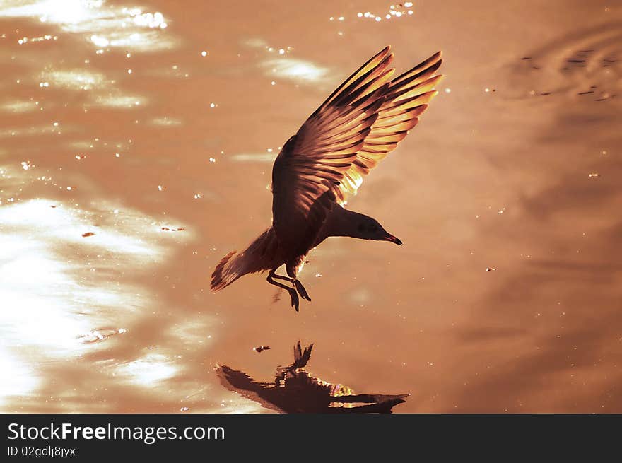 Dramatic silhouettes seagull