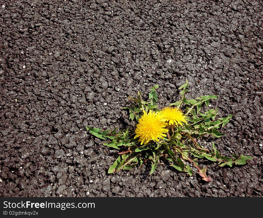 Yellow dandelions on the asphalt.