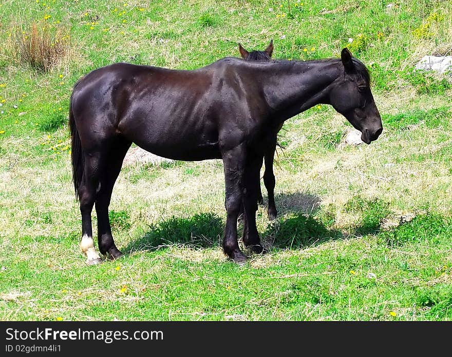 Horses on the meadow. Summer.