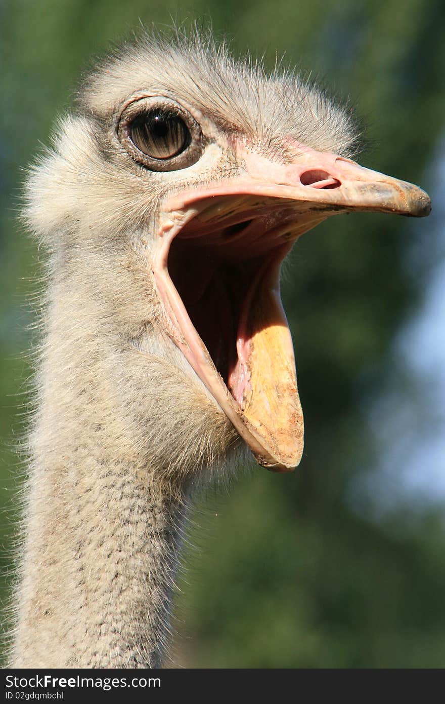 Ostrich